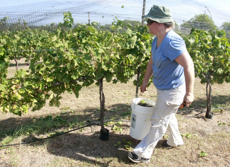 SaladoWineryGrapeHarvest3.jpg